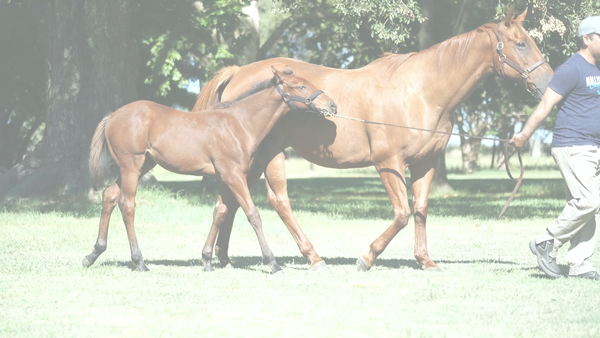 Lote NOSTALGIOSA KEY (KEY DEPUTY -  PLAYERA CAT)  preñez de GIIDU. C/Cria de IVAR.