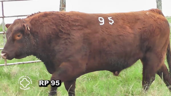 Lote Toro 2 años | S.A.