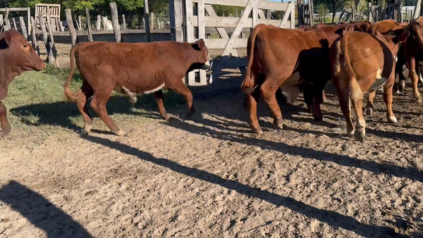 Lote 60 Terneros
