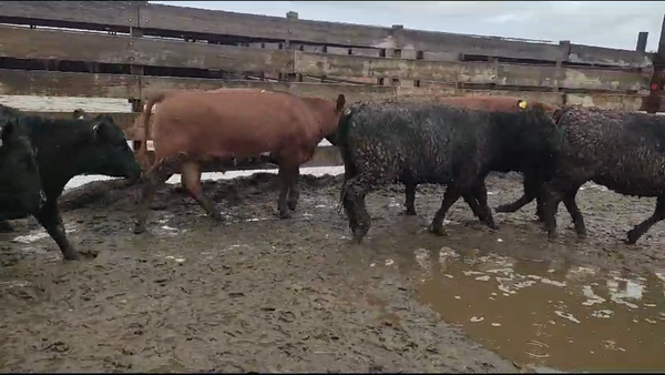 Lote 20 Vaquilla Gorda en Los Ángeles, VIII Región Biobío