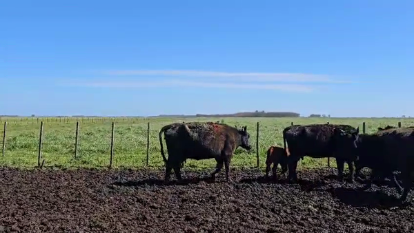 Lote 44 VACAS AL CTE USADAS