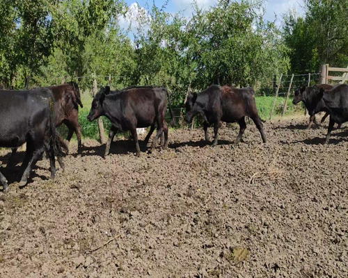 Lote 50 Vaquillonas P/ entorar en Brandsen, Buenos Aires