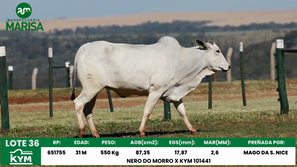 Lote Lote 36