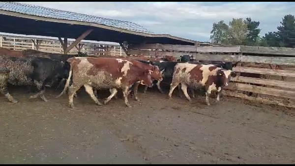 Lote 20 Vaquilla Gorda en Los Ángeles, VIII Región Biobío