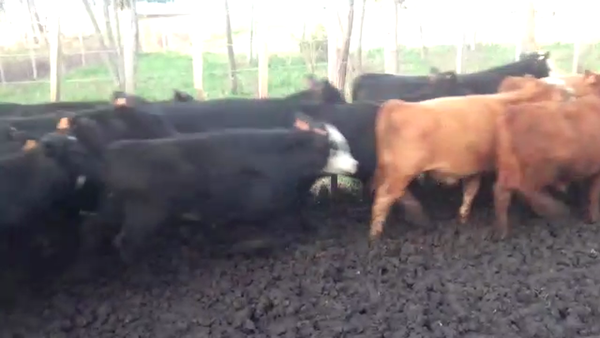 Lote (Vendido)25 Terneros AA 170kg -  en COLONIA SUIZA