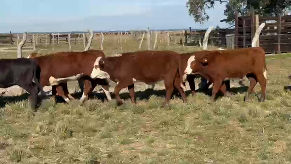 Lote 55 Terneros/as en Corrientes, Paso de Los Libres