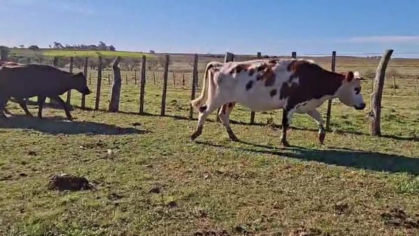 Lote VACAS PREÑADAS