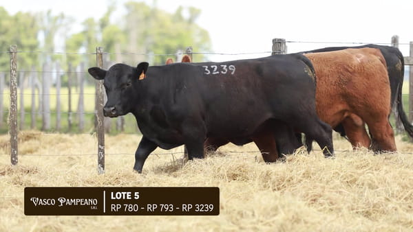 Lote TOROS PPI Y SA ABERDEEN ANGUS
