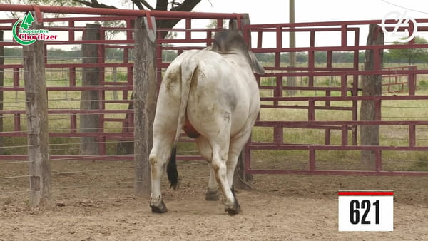 Lote Brahman