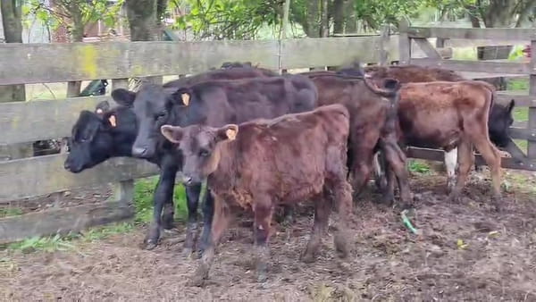 Lote 7 Terneras 160kg - , San José