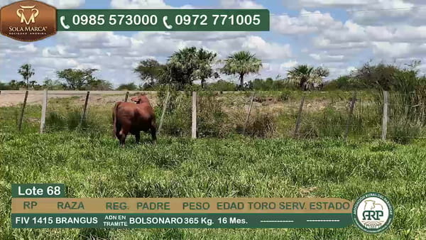 Lote Hembras BRANGUS, Ñeembucú