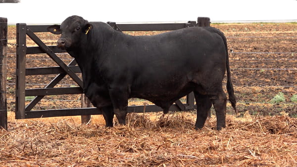 Lote TOROS BRANGUS de El Porvenir