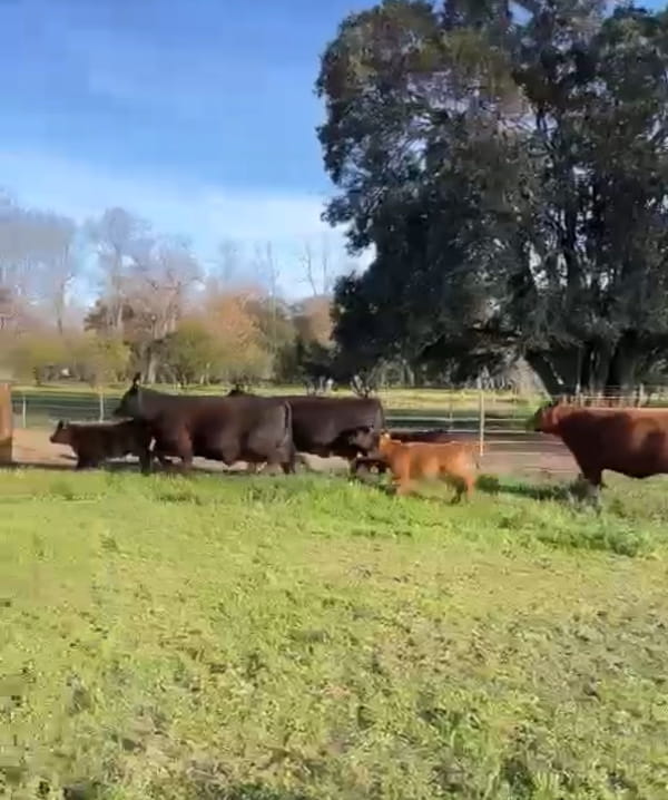 Lote CABAÑA LA AMALIITA
