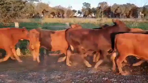 Lote 260 Novillos en Juan José Castelli, Chaco