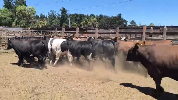 Lote 20 Novillo Gordo en Los Ángeles, VIII Región Biobío