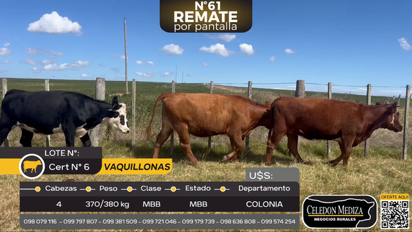 Lote 4 Vaquillonas  en Santa Rosa, Colonia