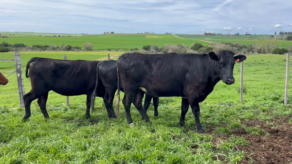 Lote VAQUILLONAS 1 a 2 AÑOS