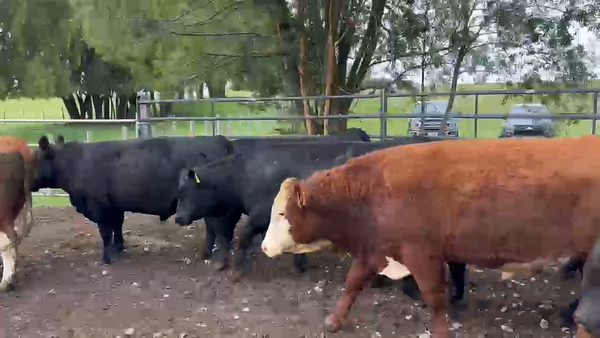 Lote 17 Novillo Gordo en Puerto Octay, X Región Los Lagos
