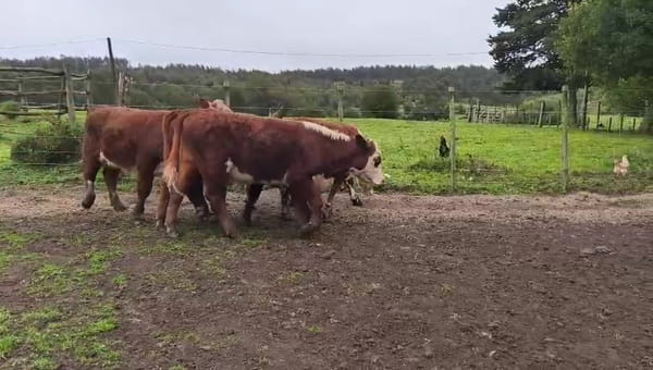 Lote LA PELONA