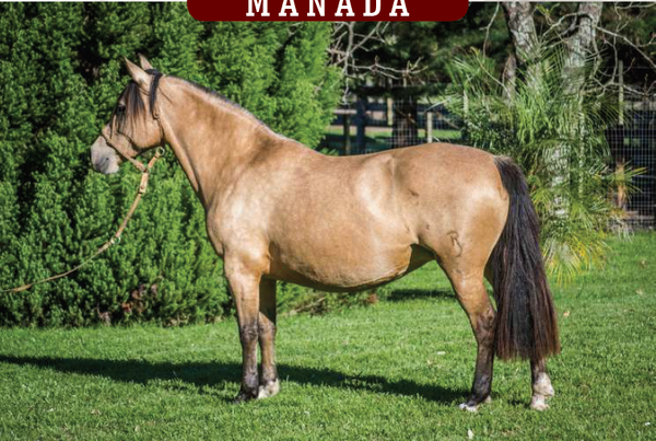 Lote CONSTANCIA MATRONA