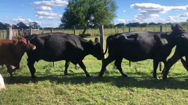 Lote 50 Vacas de invernar