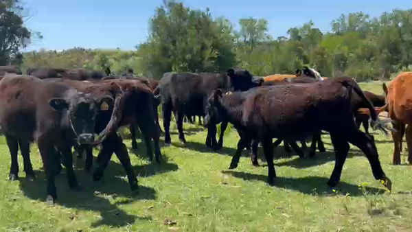 Lote 45 Terneros y Terneras en Minas, Lavalleja