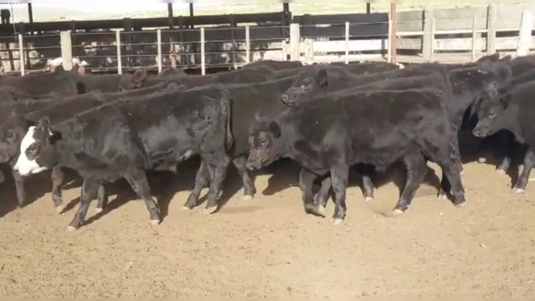 Lote 70 TERNS. MACHOS, CNEL. SUAREZ, PCIA. DE BS. AS.