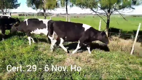 Lote NOVILLOS DE 1 A 2