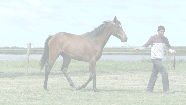 Lote MAKARONA RULER (SANDINO RULER -  MAKARONA)