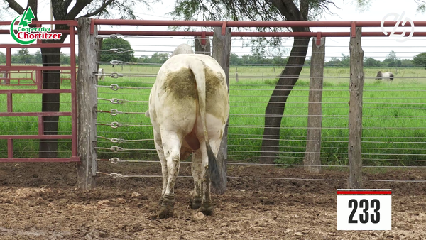 Lote Brahman