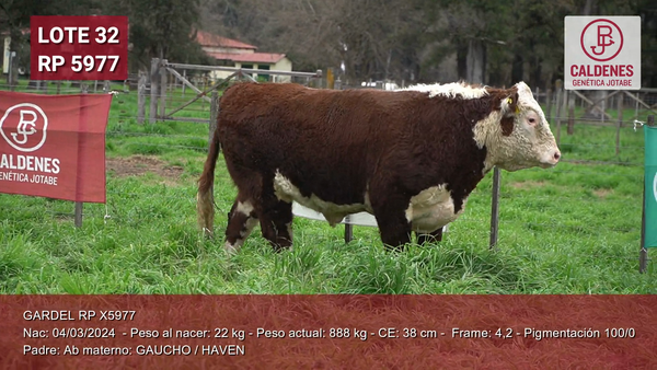 Lote Toro PP
