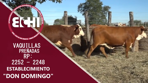 Lote VAQUILLAS PREÑADAS BRAFORD CABAÑA DON DOMINGO