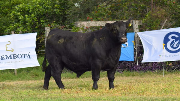Lote CABAÑA COEMBOTÁ: RP 615