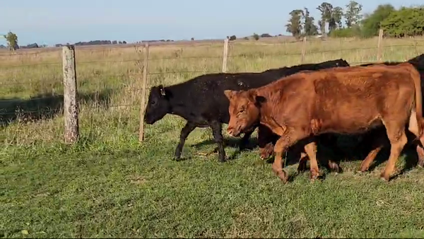 Lote 30 Terneros en Magdalena, Buenos Aires