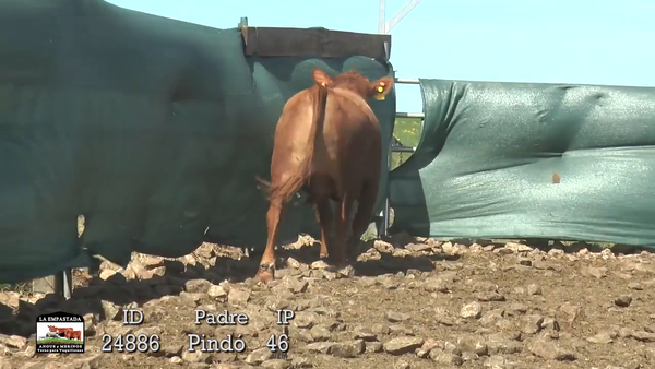 Lote 3 Toros, Artigas