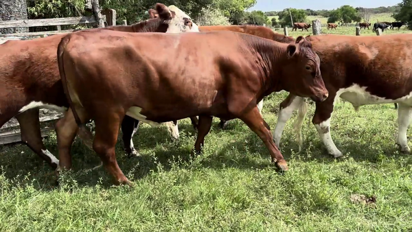 Lote NOVILLOS MAS DE 3 AÑOS