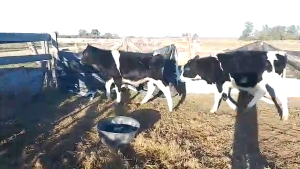 Lote 2 Terneros HOLANDOS 200kg - , San José