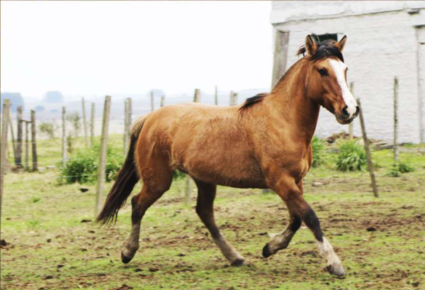 Lote Santa Gloria Brujeria