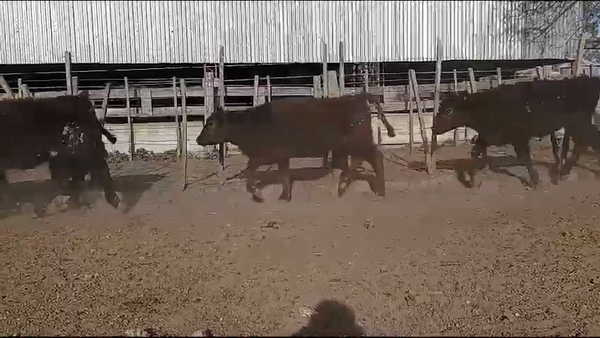 Lote 67 Terneras en Olavarría, Buenos Aires