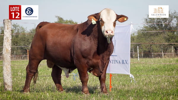 Lote LOTE 12 - TORO BRAFORD NO. 29