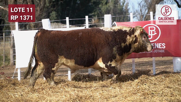 Lote Toro PR