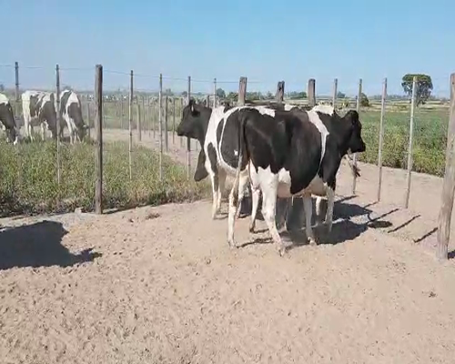 Lote Mauricio Minetti