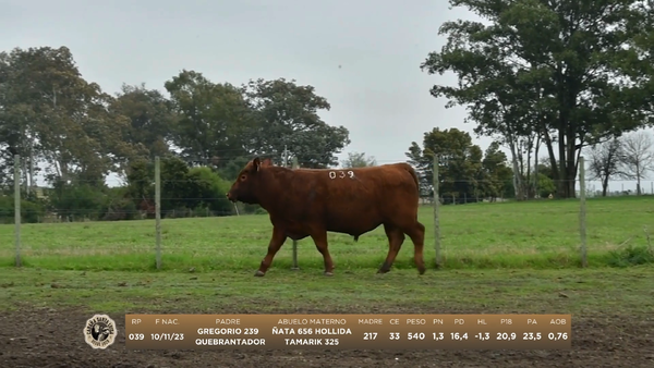 Lote Lote 2 Angus - Santa Luisa