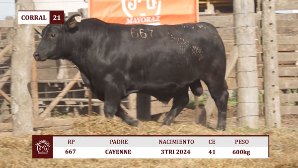 Lote Toros BRANGUS NEGRO EL AMPARO