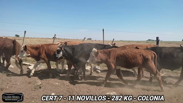 Lote 11 Novillos 1 a 2 años en La Horqueta, Colonia