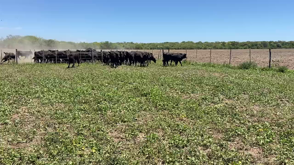 Lote 85 Novillitos en Ibarreta, Formosa