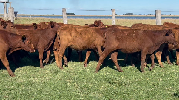 Lote 86 Terneras en Corrientes, Yataití Calle
