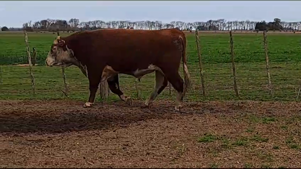 Lote TORO PURO DE PEDIGREE