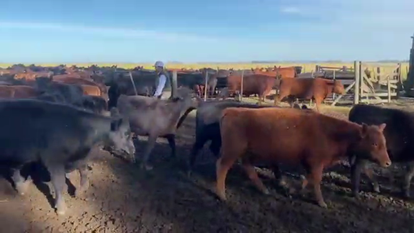 Lote 70 TERNS. MACHOS, GRAL. ALVEAR,  PCIA. DE BS. AS.