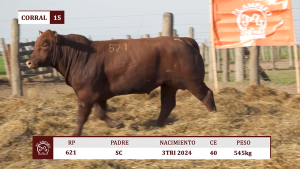Lote Toros BRANGUS COLORADO EL AMPARO